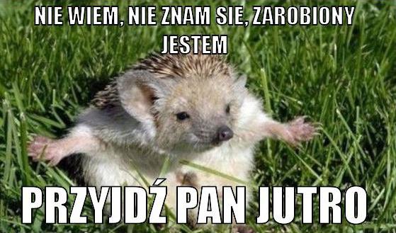 nie wiem, nie znam się, zarobiony jestem