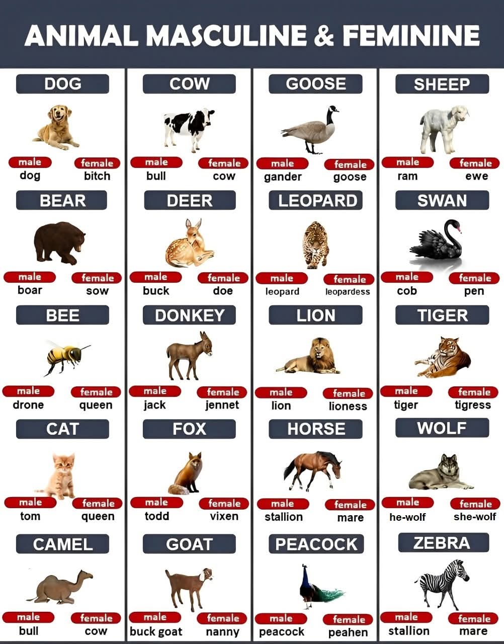 animal gender names in English