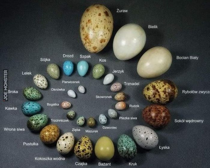 jaja ptaków